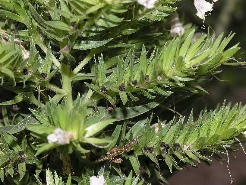 Boraginaceae Echium aculeatum