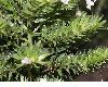 image of Echium aculeatum