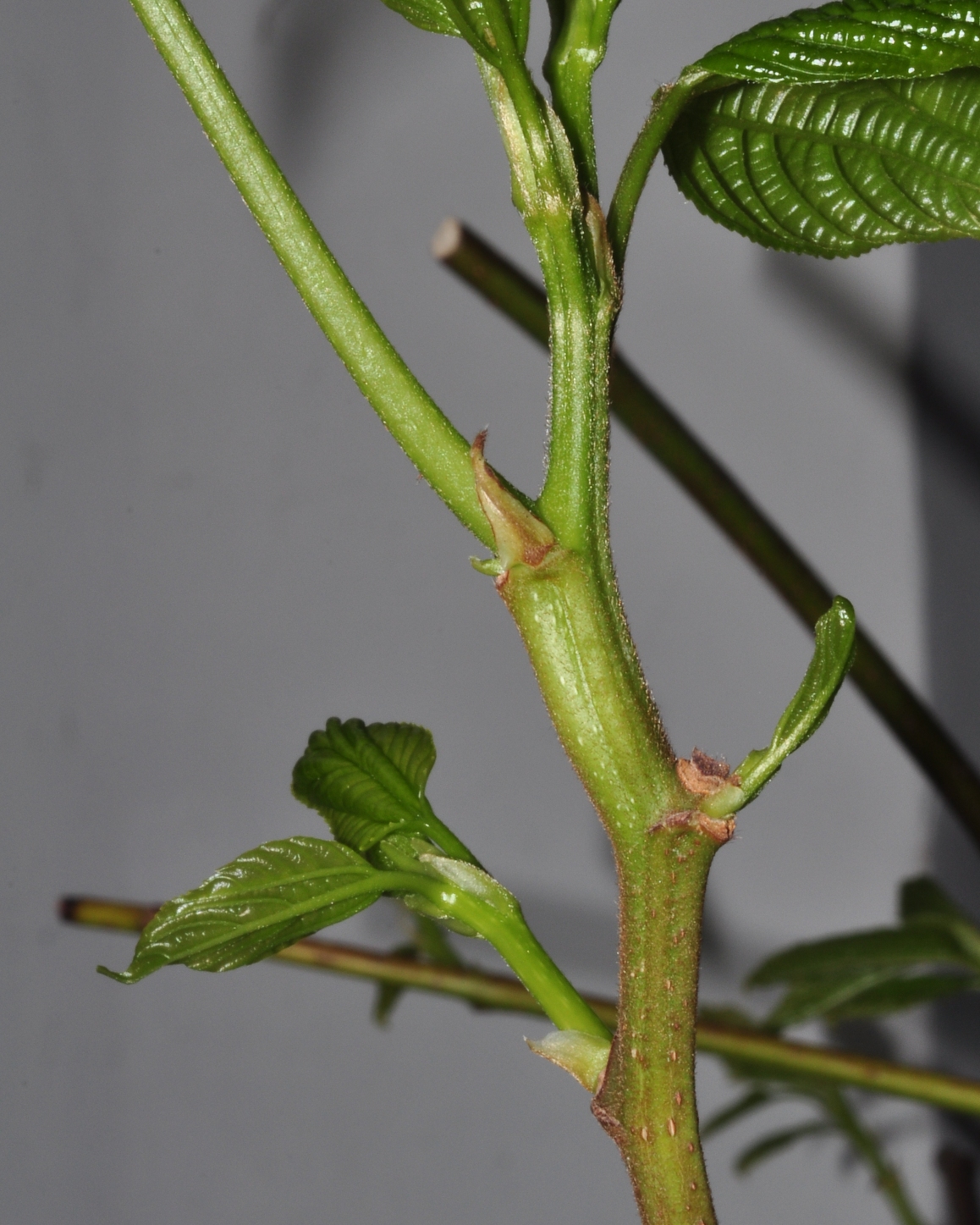 Rhamnaceae Hovenia dulcis