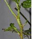 image of Hovenia dulcis