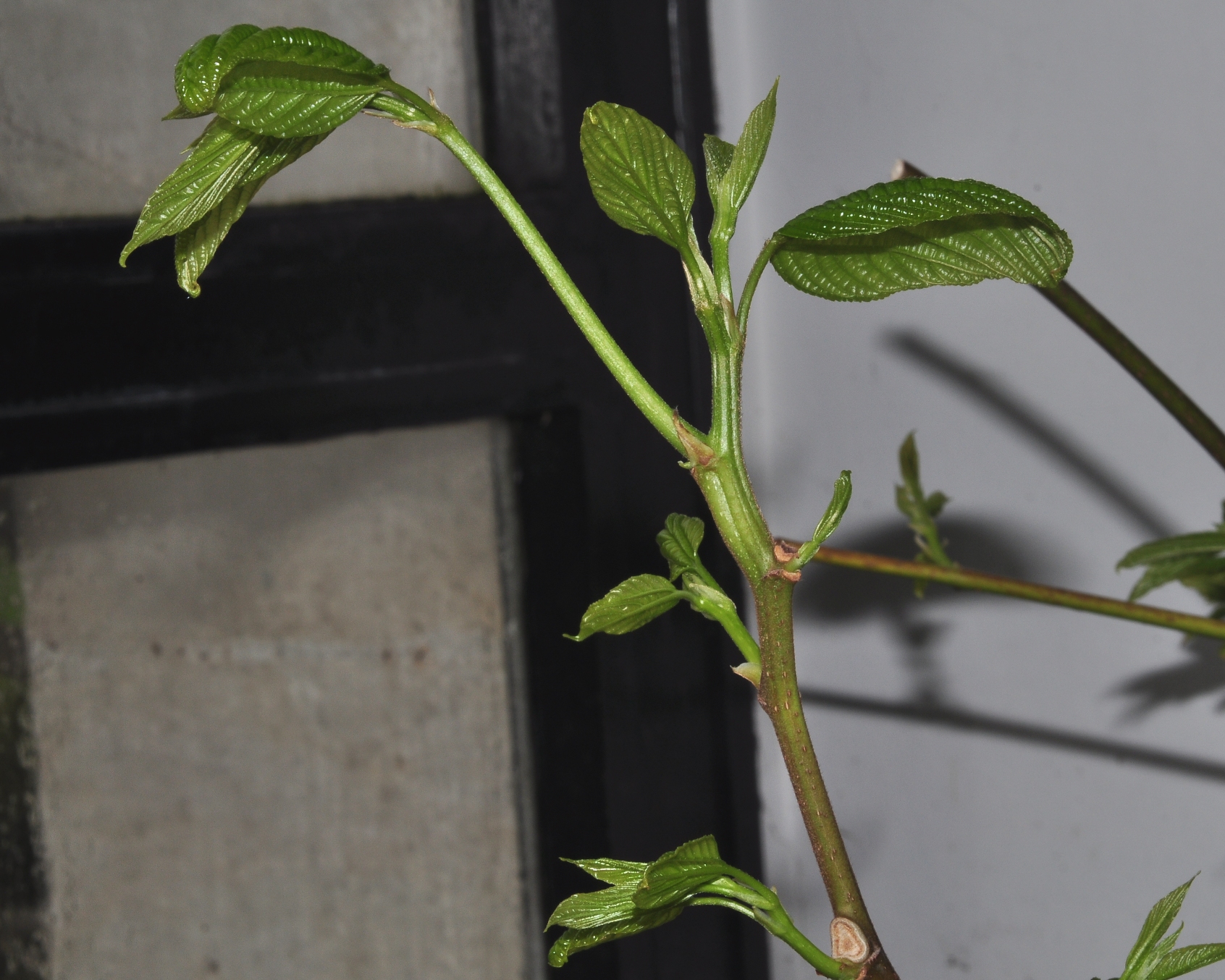 Rhamnaceae Hovenia dulcis