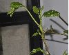 image of Hovenia dulcis