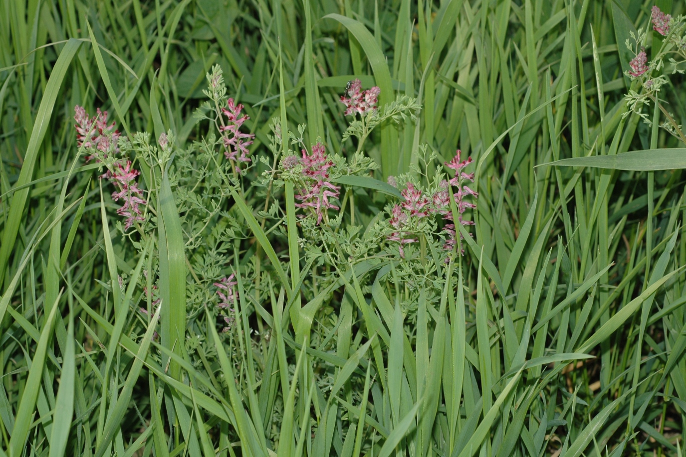 Papaveraceae Fumaria muralis