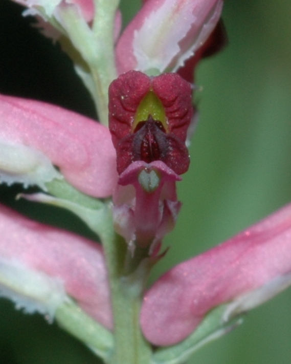 Papaveraceae Fumaria muralis