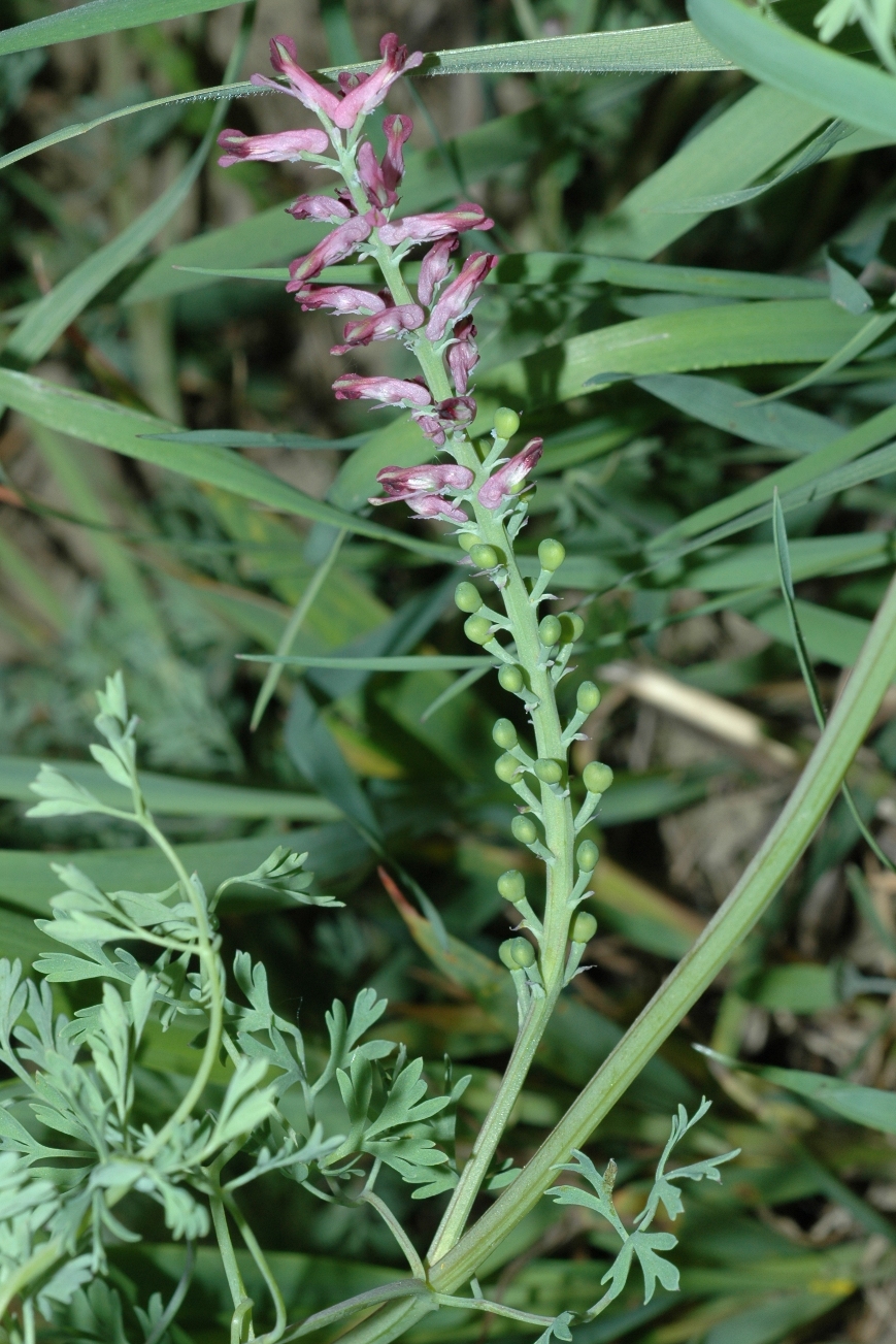 Papaveraceae Fumaria muralis