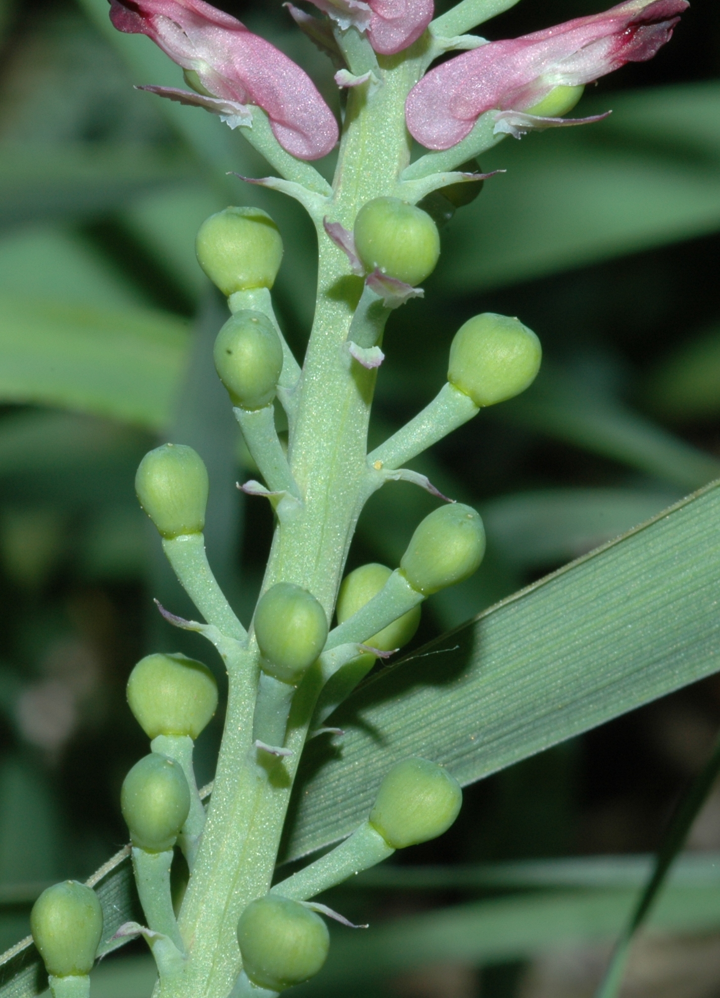Papaveraceae Fumaria muralis