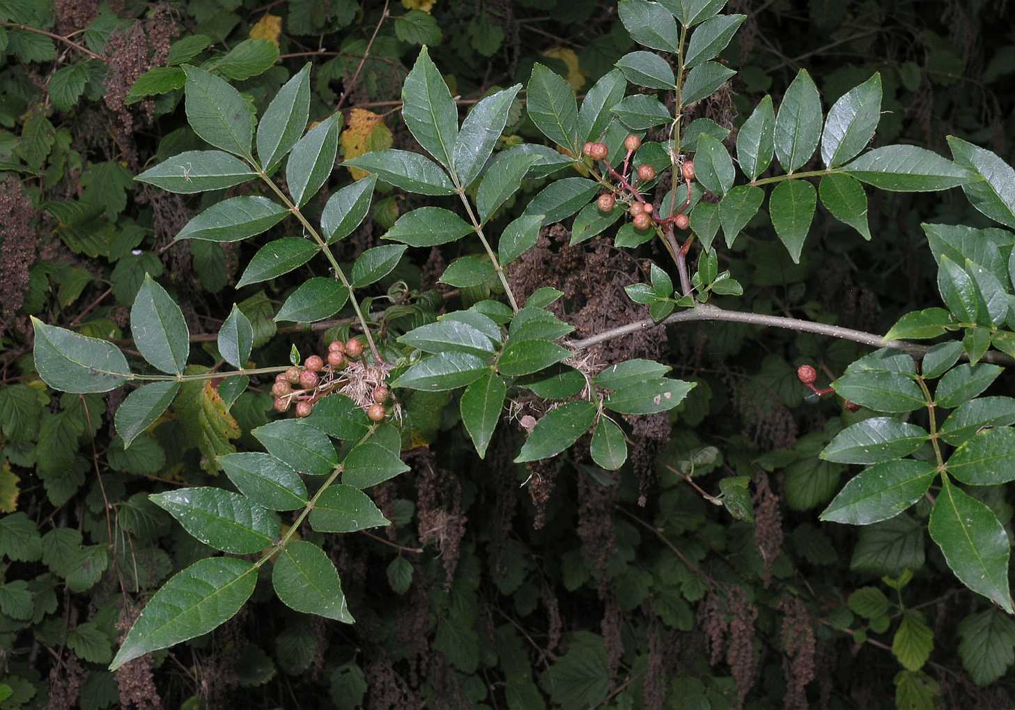 Rutaceae Zanthoxylum piperatum