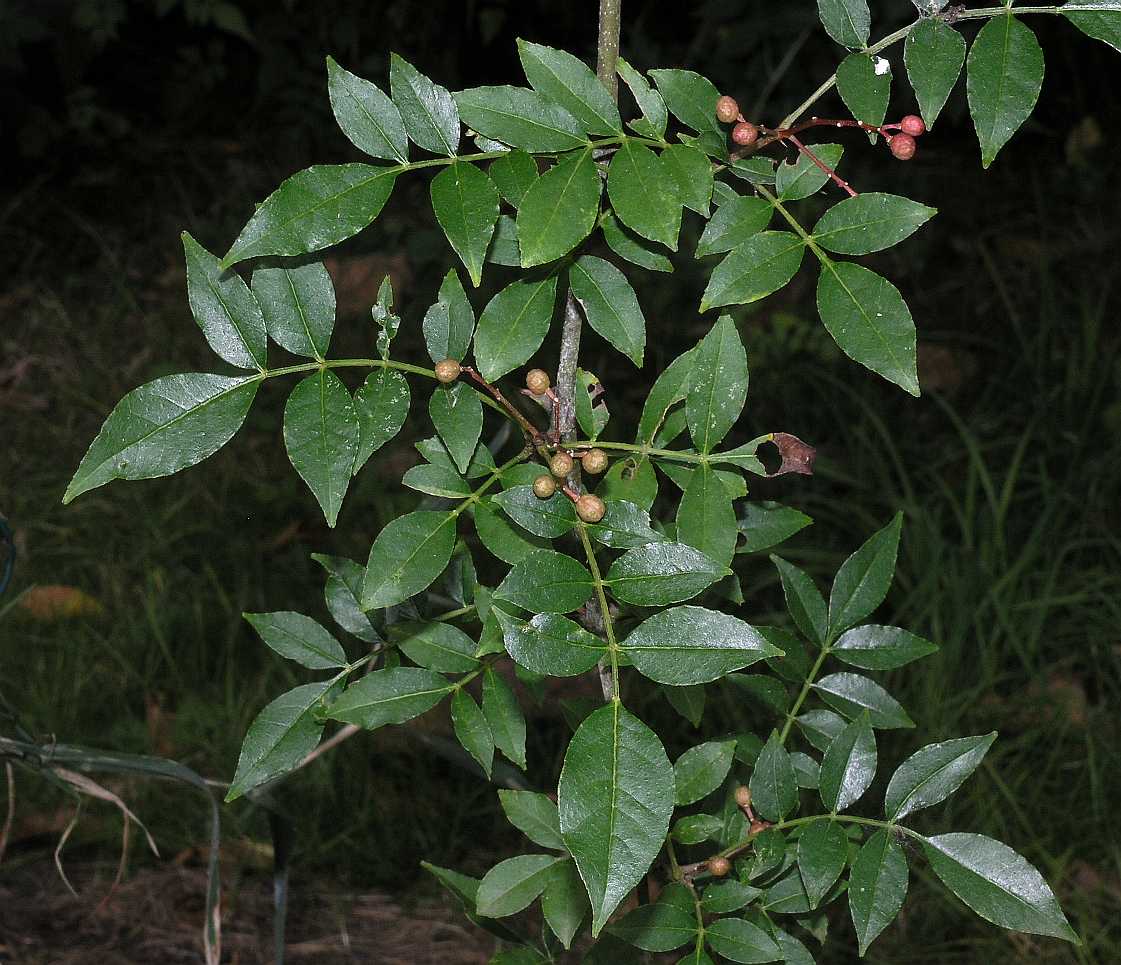 Rutaceae Zanthoxylum piperatum