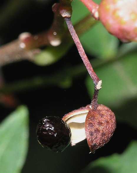 Rutaceae Zanthoxylum piperatum