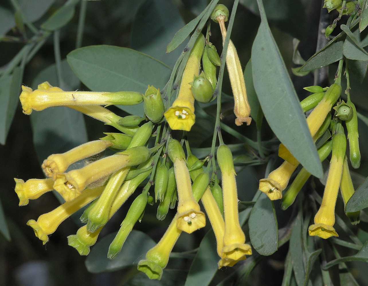 Solanaceae Nicotiana glauca