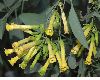 image of Nicotiana glauca