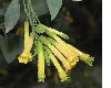 image of Nicotiana glauca