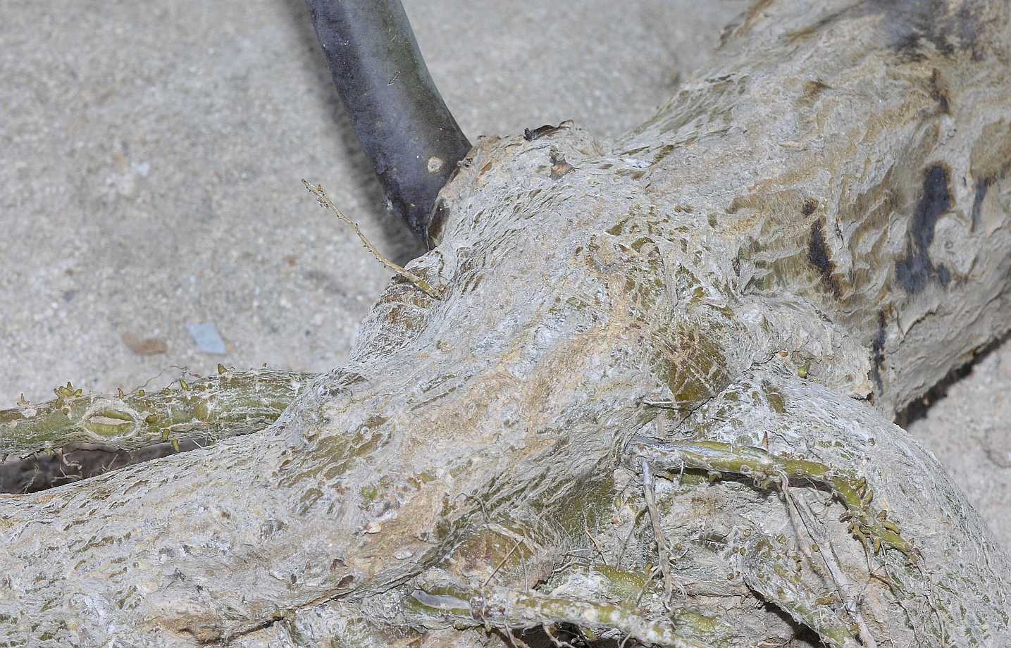 Solanaceae Nicotiana glauca