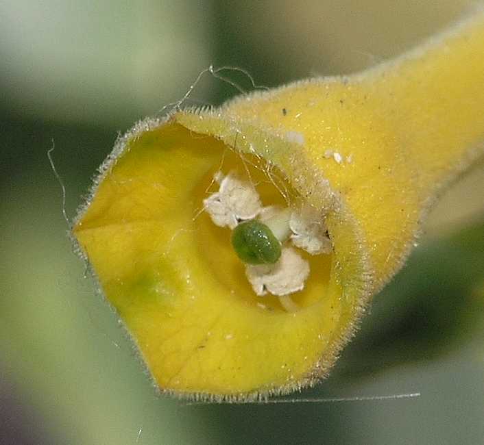 Solanaceae Nicotiana glauca