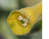 image of Nicotiana glauca