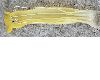 image of Nicotiana glauca