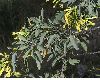 image of Nicotiana glauca