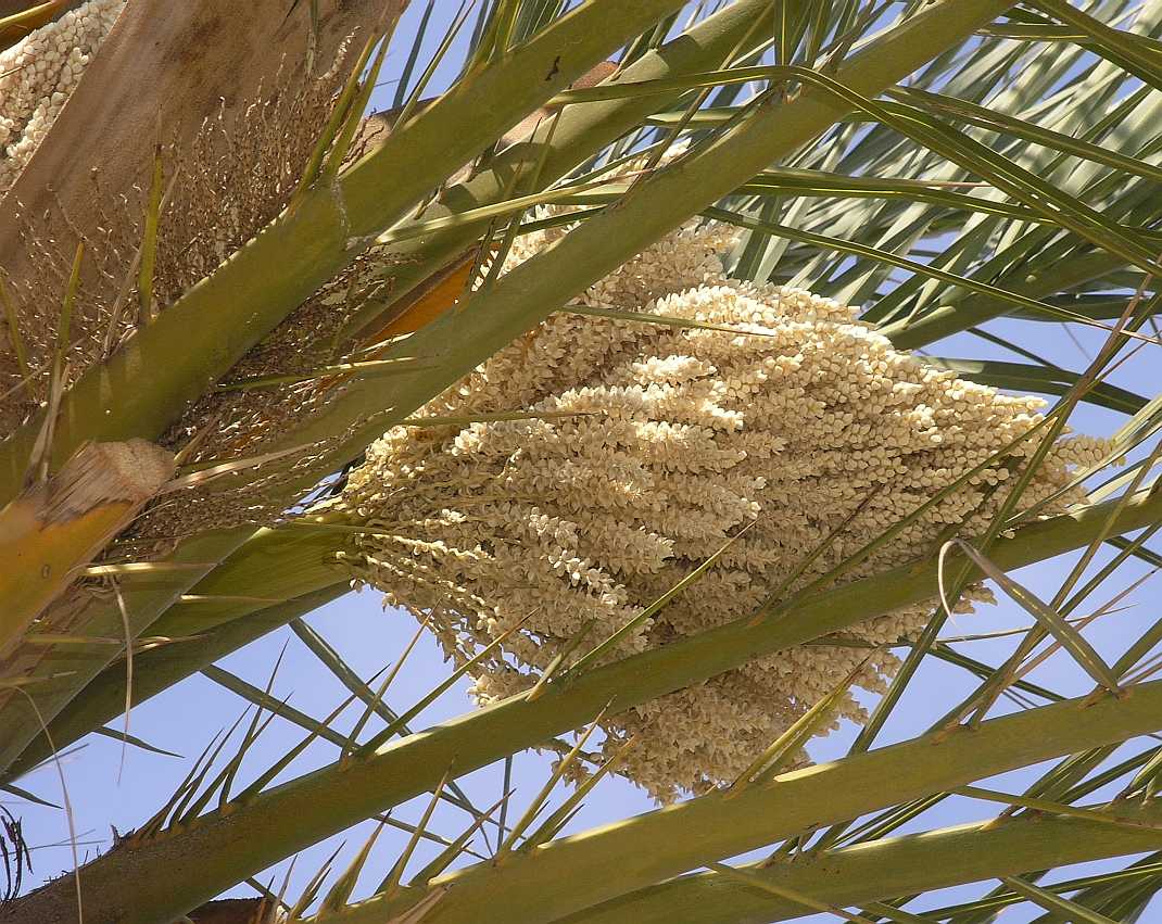 Arecaceae Phoenix 