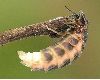 image of Lampyris noctiluca