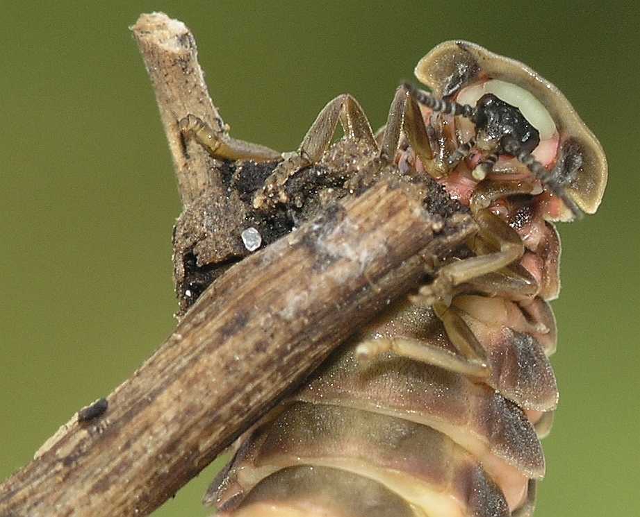 Lampyridae Lampyris noctiluca