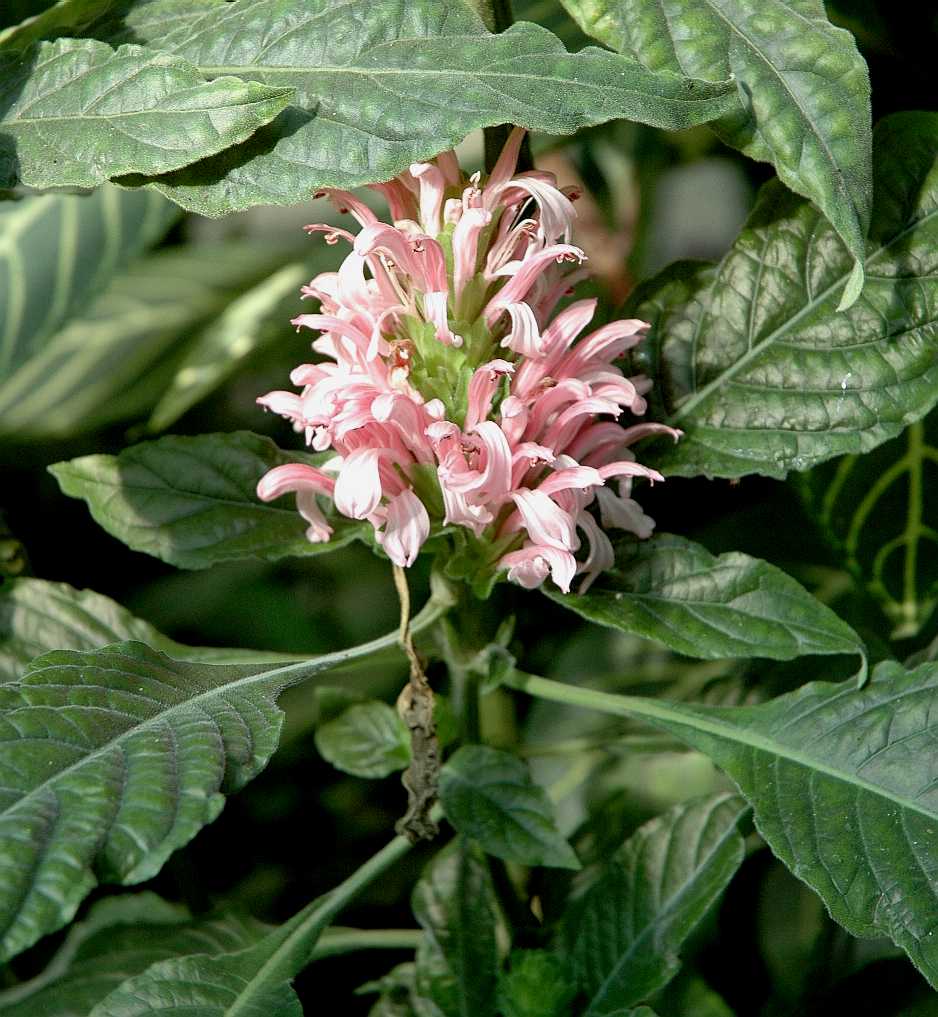 Acanthaceae Justicia carnea