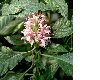 image of Justicia carnea