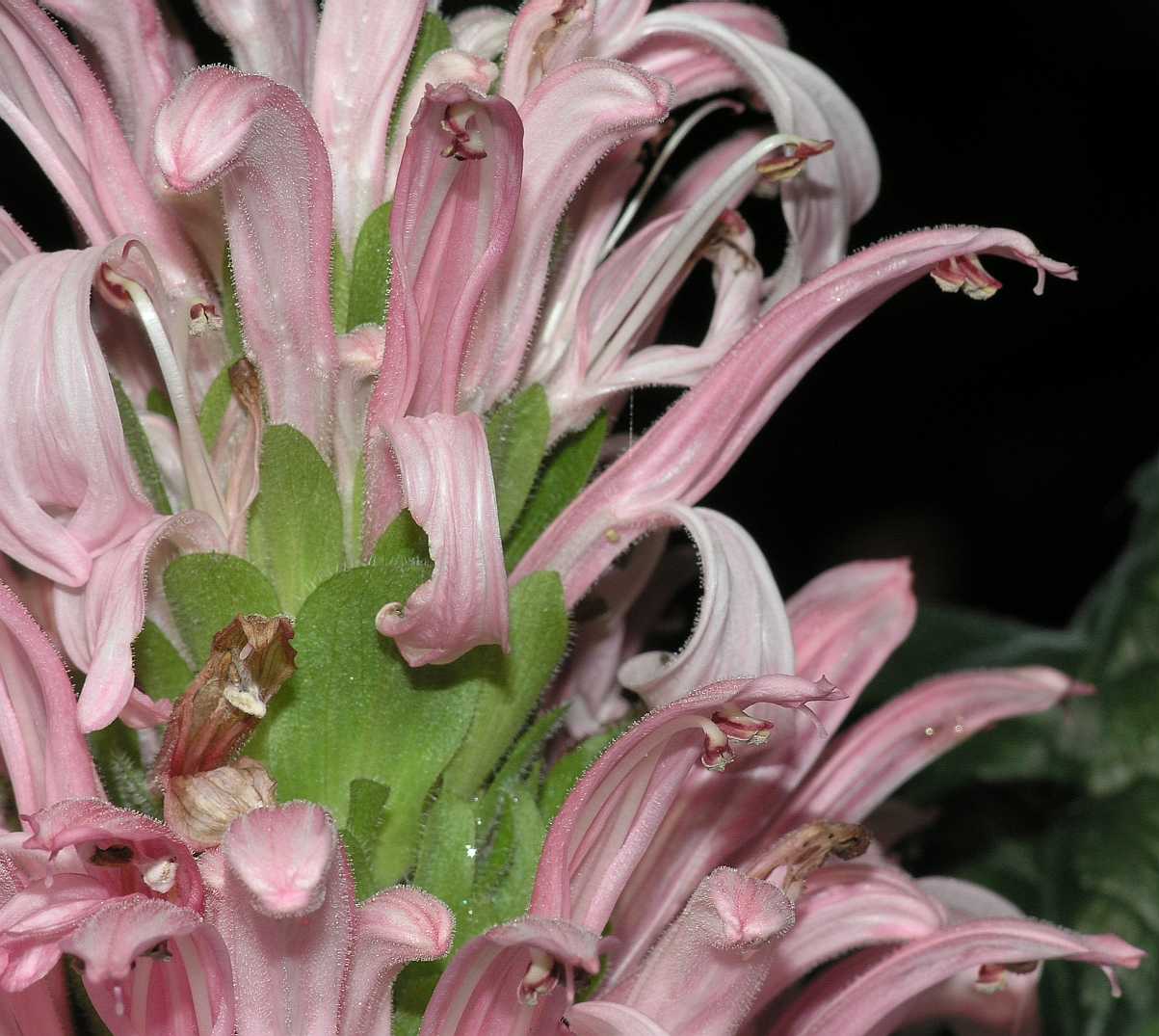 Acanthaceae Justicia carnea