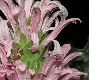 image of Justicia carnea