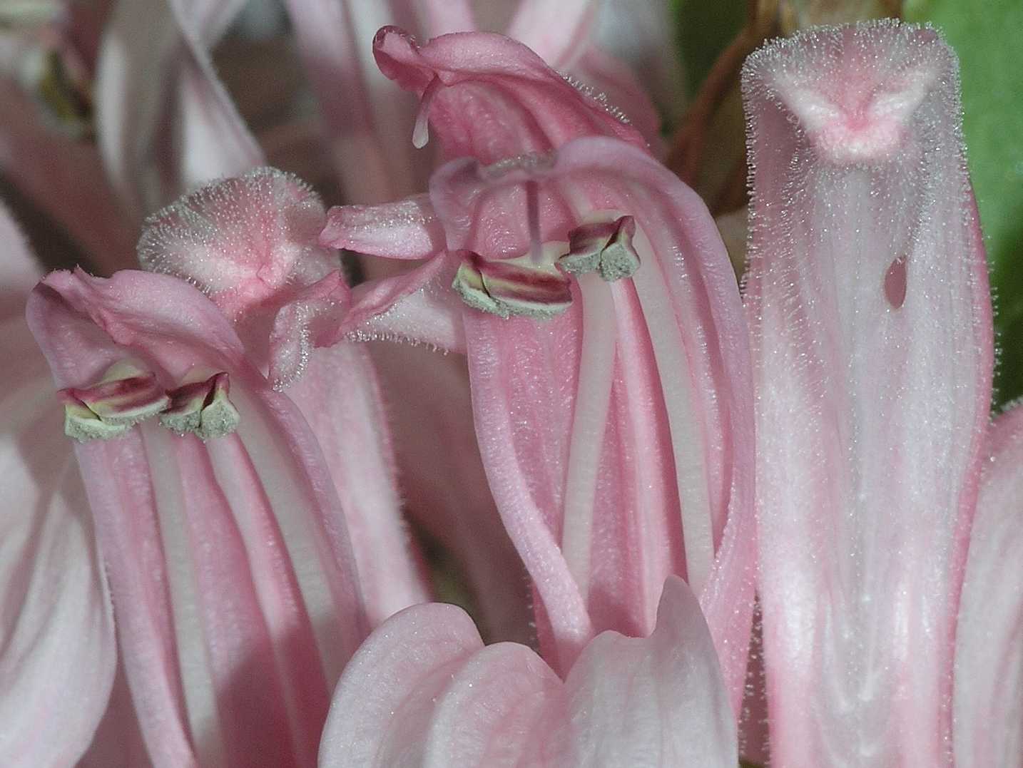 Acanthaceae Justicia carnea