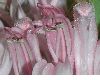 image of Justicia carnea