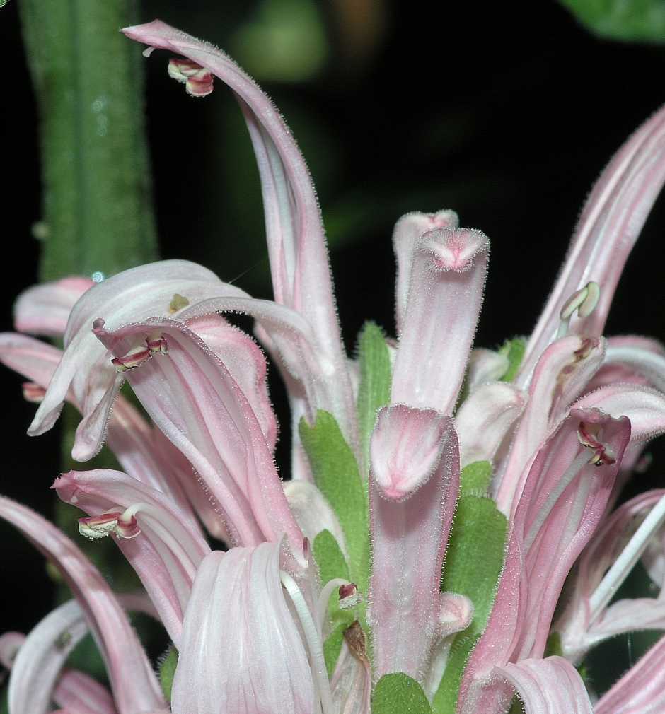 Acanthaceae Justicia carnea