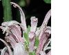 image of Justicia carnea