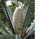 image of Dioon spinulosum
