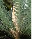 image of Dioon spinulosum