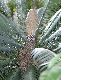 image of Dioon spinulosum