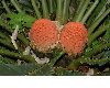 image of Encephalartos ferox