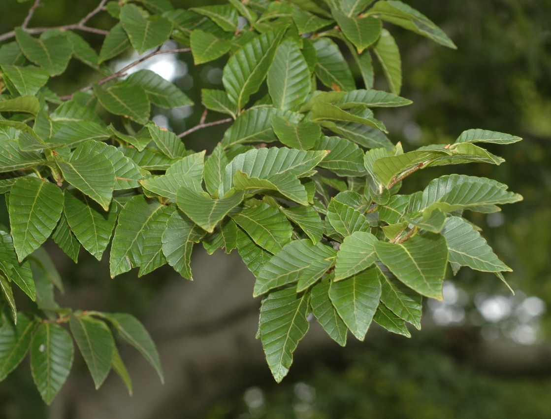 Fagaceae Fagus crenata