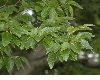 image of Fagus crenata
