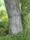 image of Fagus crenata