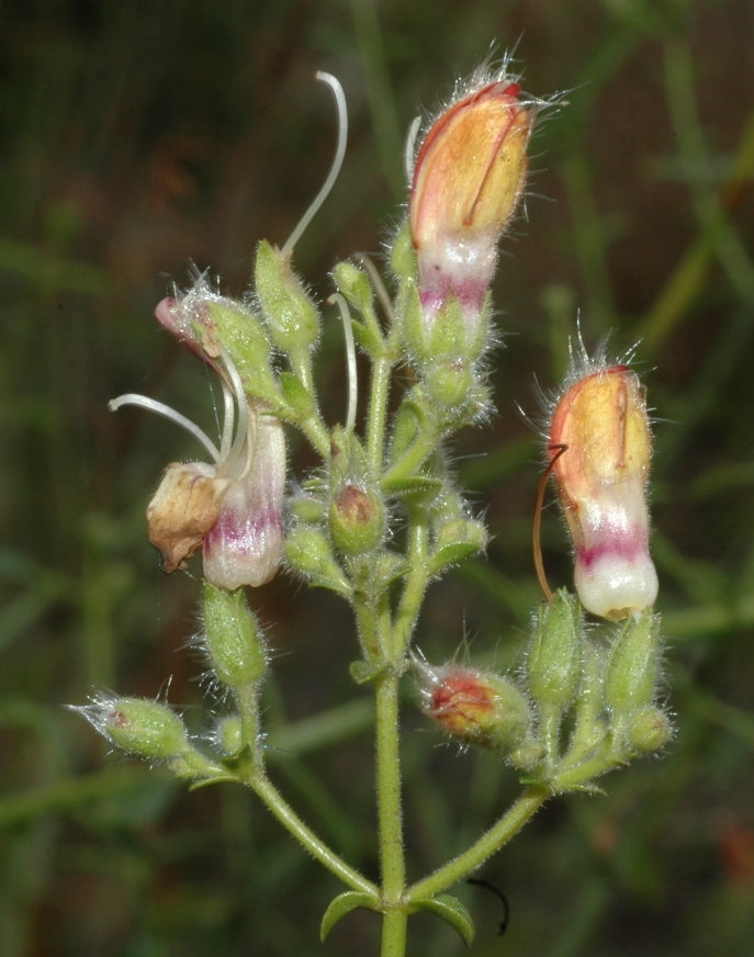 Plantaginaceae Keckiella breviflora