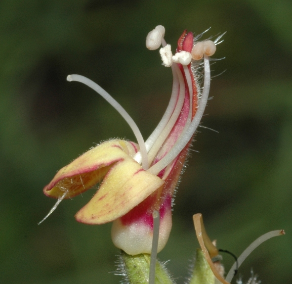 Plantaginaceae Keckiella breviflora