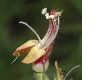 image of Keckiella breviflora