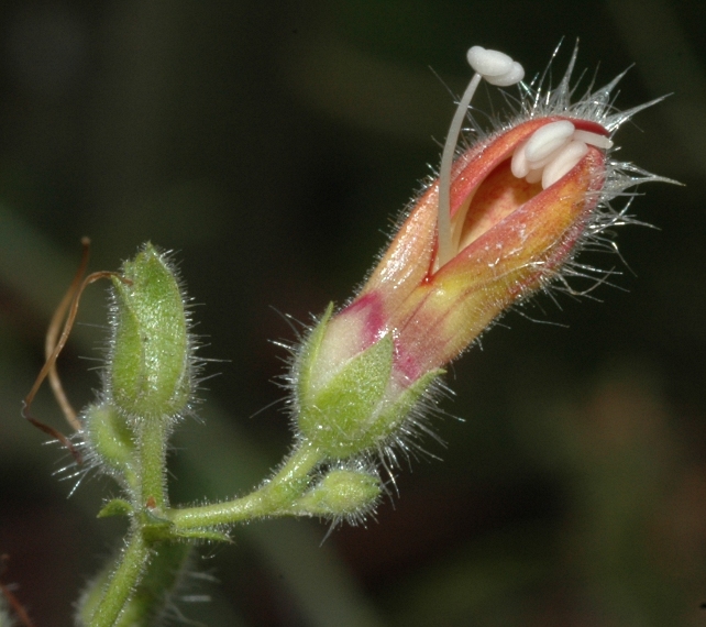 Plantaginaceae Keckiella breviflora