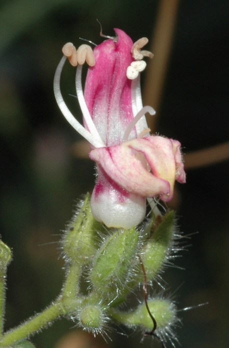 Plantaginaceae Keckiella breviflora