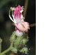 image of Keckiella breviflora