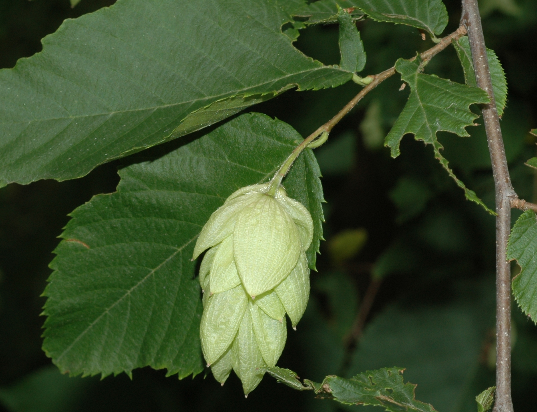 Betulaceae Ostrya virginiana