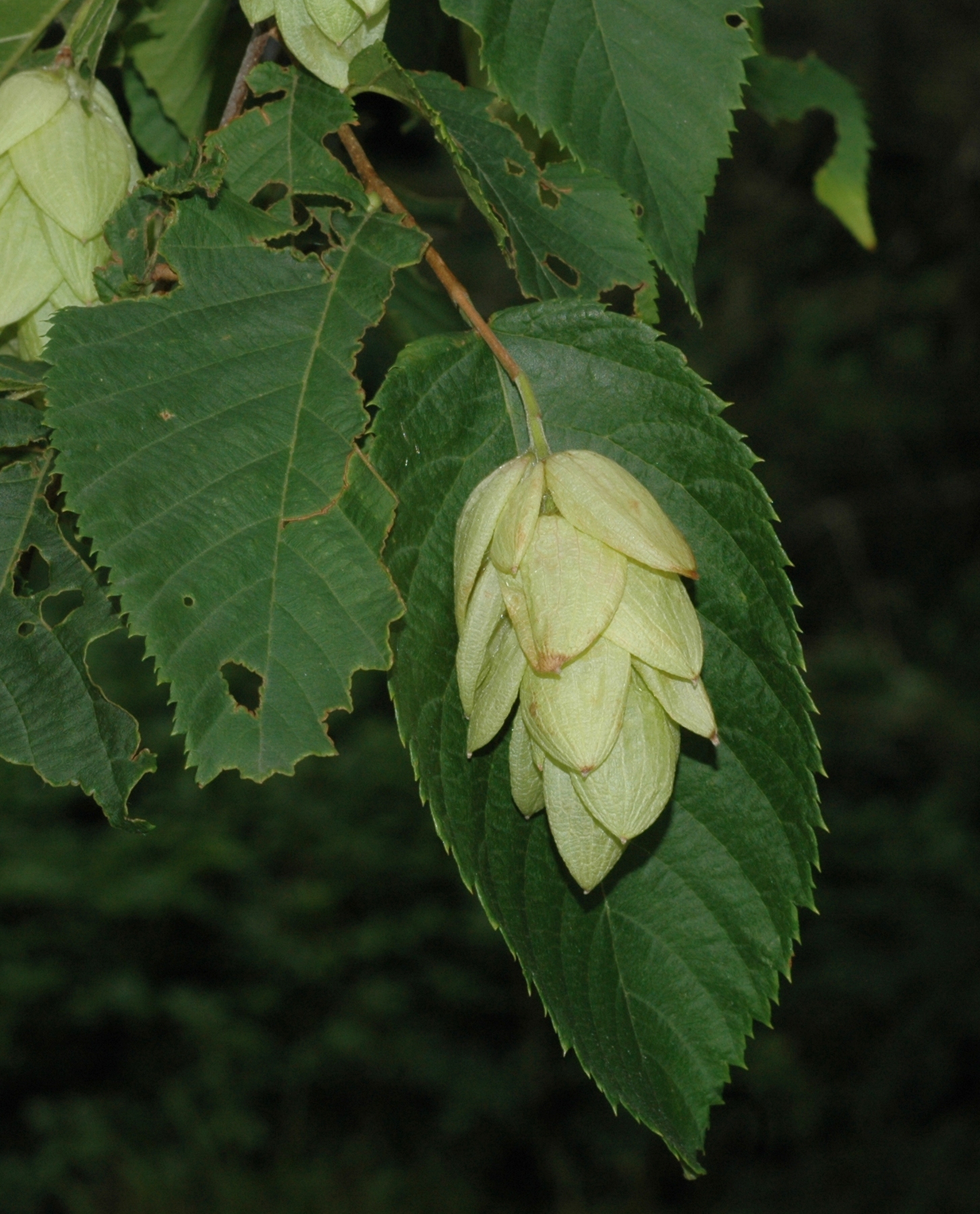 Betulaceae Ostrya virginiana