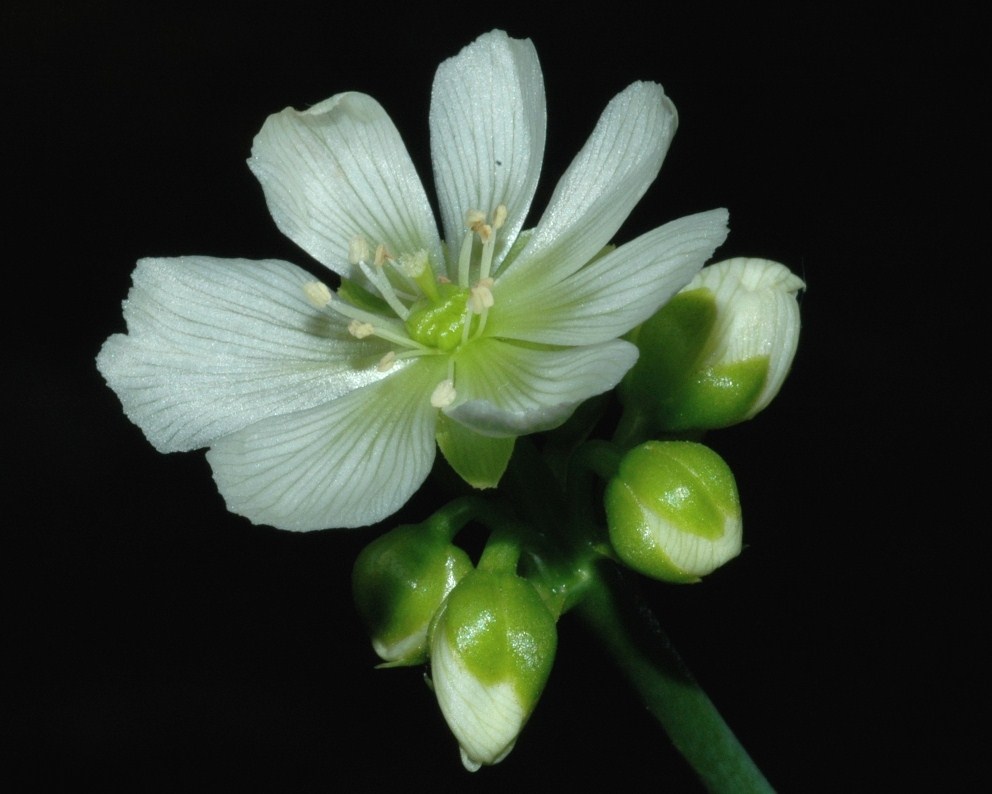 Droseraceae Dionaea muscipula