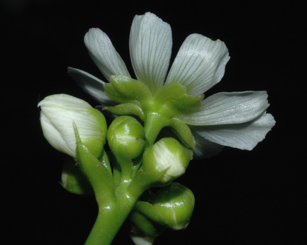 Droseraceae Dionaea muscipula