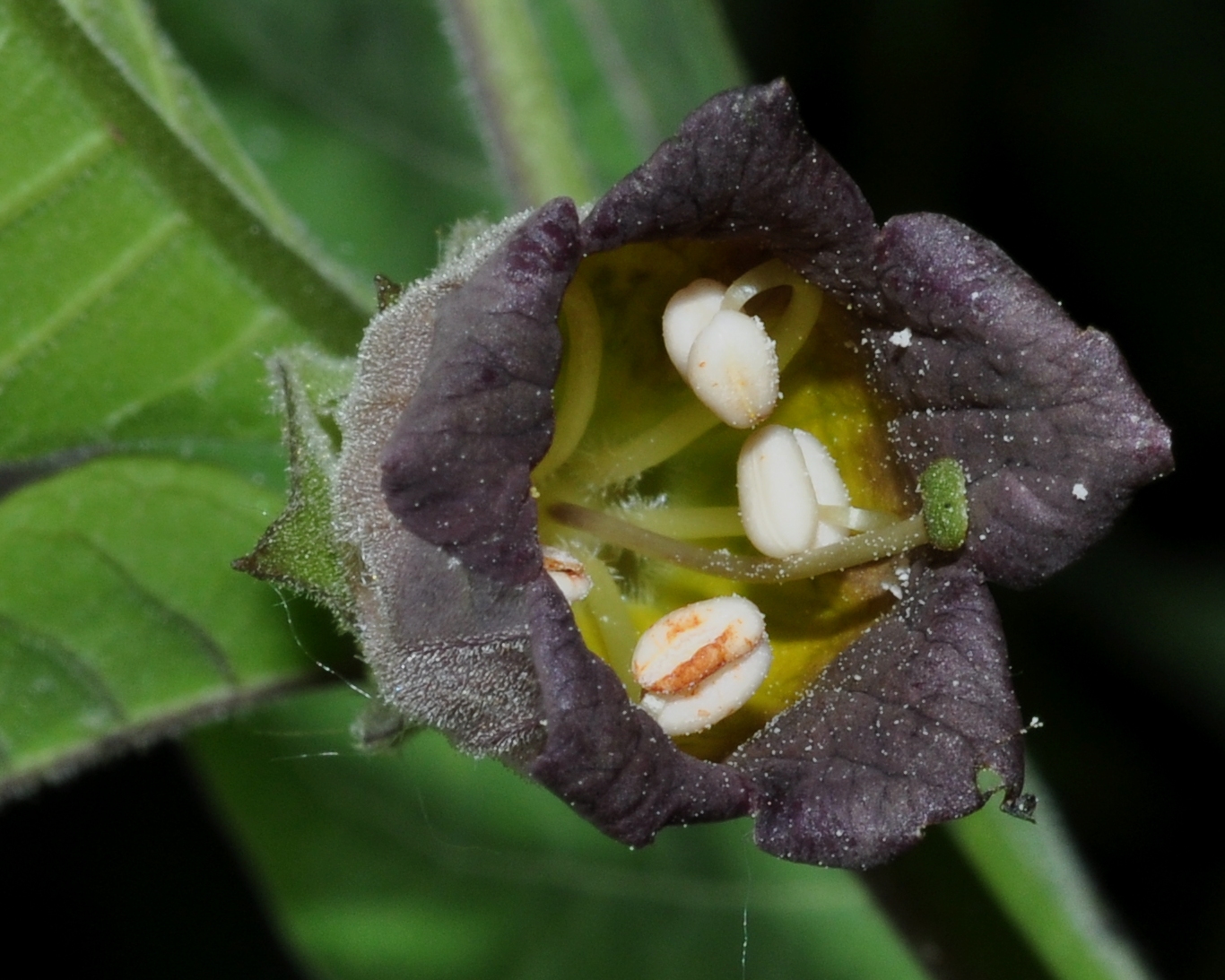 Solanaceae Atropa bella-donna